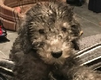 Start to Finish 2, JLA-K9 Dog Grooming