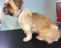 Start to Finish 3, JLA-K9 Dog Grooming