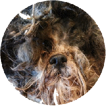 Grooming Articles (Matted), JLA-K9 Dog Grooming