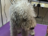 Start to Finish 1, JLA-K9 Dog Grooming